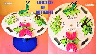 life cycle of a butterfly model making using cardboard  science project  howtofunda still model [upl. by Irej590]