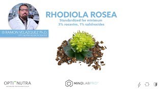 Rhodiola Rosea with Dr Ramon Velazquez PhD  Mind Lab Pro® [upl. by Mcmurry]