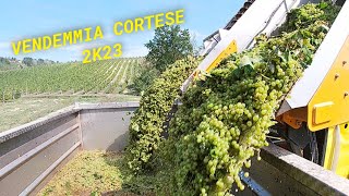 Vendemmia cortese 2k23 🔥🔥 [upl. by Anida]