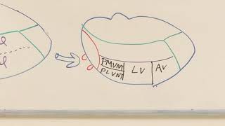 Thalamic nuclei Neuroanatomy 25 [upl. by Okiram]