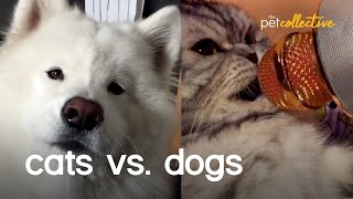 Cats vs Dogs The Ultimate Battle [upl. by Che]