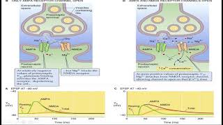 Postsynaptic potentials [upl. by Ettevey]