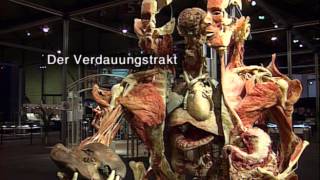 Körperwelten von Prof Gunther von Hagens [upl. by Margreta246]