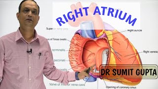 RIGHT ATRIUM OF HEART  INTERNAL FEATURES [upl. by Echikson]