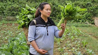 A Day Of Harvesting Ginger amp Green Vegetables In The Garden Goes to market sell  Lý Thị Ca [upl. by Fitzpatrick721]