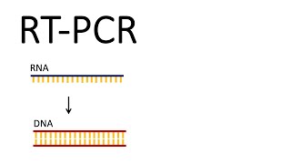 How we test for SARSCoV2  RTPCR Reverse Transcription PCR [upl. by Aihsak577]