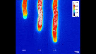 Scientists discover energetics behind pollen tube growth Arabidopsis [upl. by Lune]