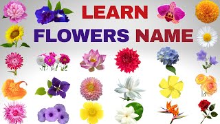 Flowers Vocabulary ll 20 Flowers Name In English With Pictures ll Names of Different Flowers kids [upl. by Amsa]