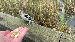 Handfeeding Birds in Slow Mo  Redbellied Woodpecker Redwinged Blackbirds [upl. by Airdnahc229]