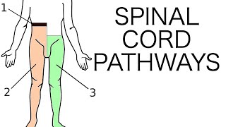 Spinal Cord Pathways [upl. by Sherurd]