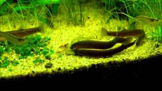 Pangio oblongaJava Loach Black kuhli feeding time [upl. by Aserahs]