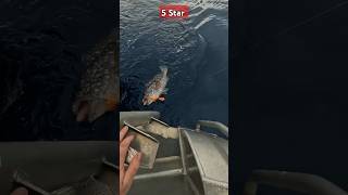 🎣 Catching the Delicious White Blotched Grouper 🐟 5Star Eating [upl. by Nagrom]