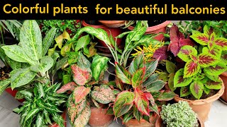 Top 10 Balcony plants best plants for small pots colorful shade loving plants grow from cuttings [upl. by Molton]