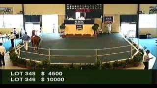 2012 Adelaide Yearling Sales Session 2 [upl. by Jesh4]