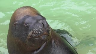 Patagonian Sea Lion [upl. by Kreis815]