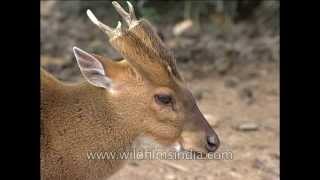 Indian muntjac or Barking Deer [upl. by Marta]