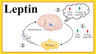 leptin [upl. by Laurita479]