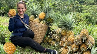 Harvest honey pineapple orchards to go to the market to sell amp garden [upl. by Edny]