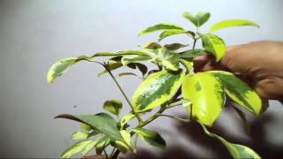 How to Grow Schefflera Plant in Pot  Plants Care amp Tips  Mammal Bonsai [upl. by Lledniuq]