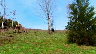 Planting a fig tree and a fan palm  Sajenje fige in žumare [upl. by Evol]