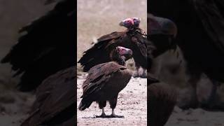 Lappetfaced vulture 🦤 birds shorts trending bridslovers [upl. by Ahsirhcal]