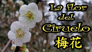 La Flor del Ciruelo  梅花 梅嶺 Subtitulado [upl. by Sandie]