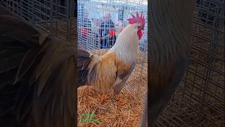 Gallos y gallinas de raza Italiana [upl. by Anirtep]