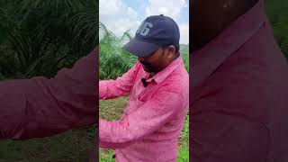 oilpalm seeds  culture shorts video viralvideo agriculture [upl. by Jordanna683]