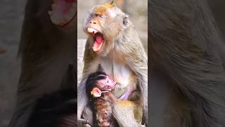 Mama feeding her baby 😱 Sakura shorts youtubeshorts viralvideo babymonkybabymonky [upl. by Cirda]