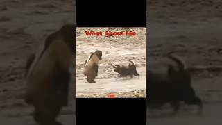 Moonwalking Bear ☠️ shorts shortfeed viral tricks trollface music hiphop funny [upl. by Glarum477]