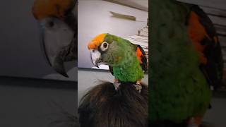 Sonja är så vacker😍🥰 music nature parrot birds jardinesparrot lovebirds sweden pets cute [upl. by Anivlem]