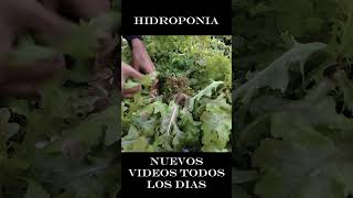 Hidroponia para principiantes Episodio 1 parte 6 [upl. by Heffron971]