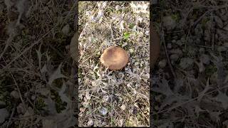 ¡¡INCREÍBLE SETA DE CARDO 🍂🍄‍🟫 otoño setas cardo pleurotus 2024 naturaleza mushroom fyp [upl. by Oivalf88]