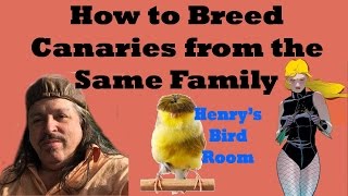 How to Breed Canaries from the Same Family  Henrys Bird Room [upl. by Bortz]