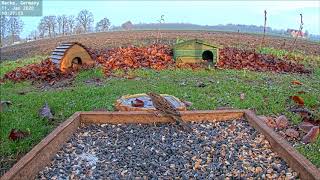 Sparrowhawk Attack at Recke Ground feeder cam 11012020 [upl. by Maryn205]