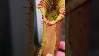 Nepenthes Veitchii A amp B [upl. by Holsworth]