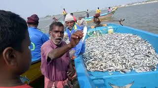 Pulicat lake Fisherman selling Fish Pazhaverkadu fish market [upl. by Acinoev]