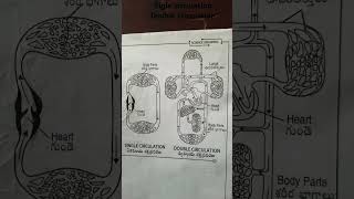 Single circulation and Double circulation diagrams [upl. by Carny]