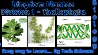 Thallophyta  features of Thallophyta Kingdom plantae thallophytathallophyta class 9 Tech Science [upl. by Rufina]