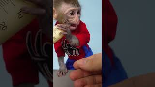 Monkey Bon Bon baby enjoy with Milk monkeymonkey monkey cute babymonkey [upl. by Allemaj]