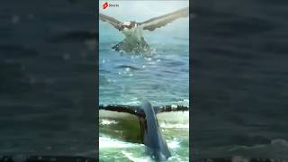 BURUNG ELANG VS HIU ORCA viralvideo shortvideo eagle shorts short animals 2024 [upl. by Mccartan907]