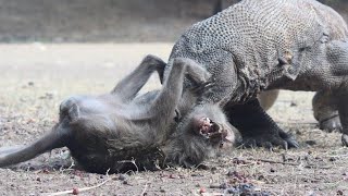 Komodo Dragon Cruelly Swallowed Poor Monkey new [upl. by Fatima]