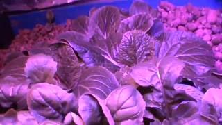 Organic Aquaponics Lab LedGrowLight [upl. by Anaicul]