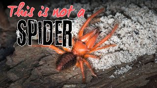 Camel Spiders  Everything You Need To Know About These Desert Dwellers [upl. by Soren]