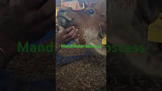 Mandibular abscesses edema swelling cow pain [upl. by Marte]