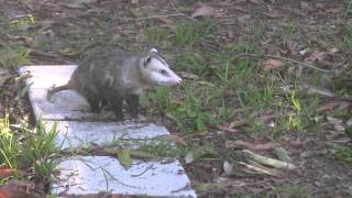 Possums mating in South Florida back yard [upl. by Juanne]