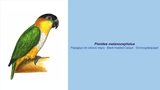 Video Encyclopedia of Parrot Species  269 Pionites melanocephala [upl. by Eilloh145]