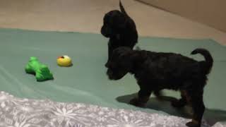 Cavapoo Puppies For Sale [upl. by Fabiola]