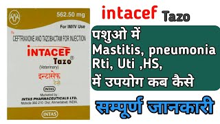 Intacef tazo inj uses in cattle in hindi [upl. by Bonnes]