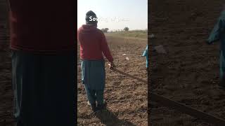 Sowing of peas germplasm [upl. by Aiekat]